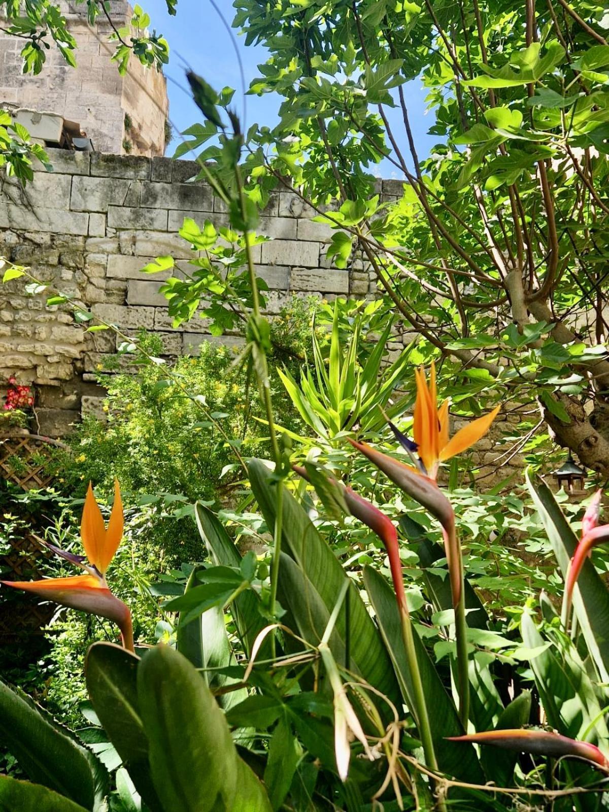 Ferienwohnung Capucines, Un Jardin Secret Dans Le Centre Historique Arles Exterior foto